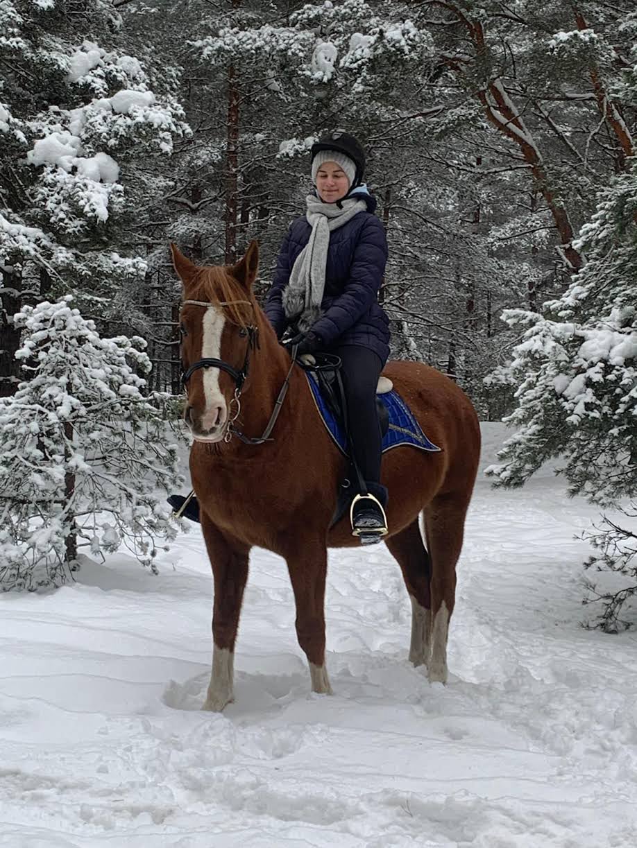 Pastaiga ar zirgu ziemainajā priežu mežā